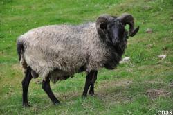 Mouton Karakul