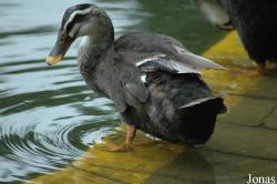 Canard hybride