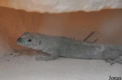 Cactus en Reptielenhuis De Drakenwereld