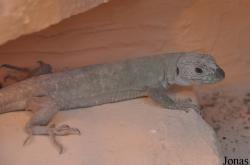 Cactus en Reptielenhuis De Drakenwereld