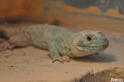 Cactus en Reptielenhuis De Drakenwereld
