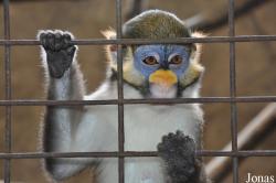 Pata Zoo