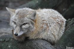 Uilen- en Dierenpark De Paay