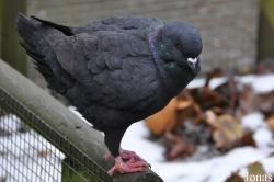 Uilen- en Dierenpark De Paay