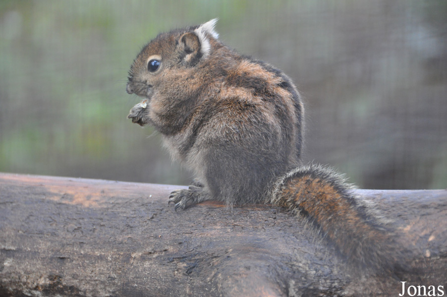 Uilen- en Dierenpark De Paay
