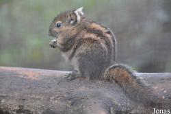 Uilen- en Dierenpark De Paay
