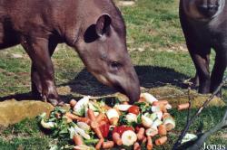 Zoo d'Amnéville