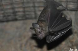 Carolliinae