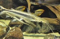 Sorubim lima