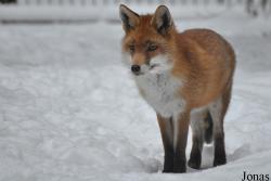 Wildpark Eekholt