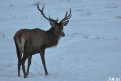 Wildpark Eekholt