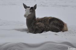 Wildpark Eekholt