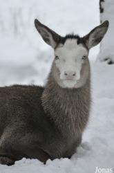 Wildpark Eekholt