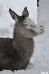 Wildpark Eekholt
