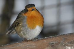 Erithacus rubecula