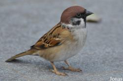 Passer montanus