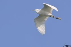 Egretta sacra