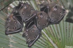 Cynopterus sphinx