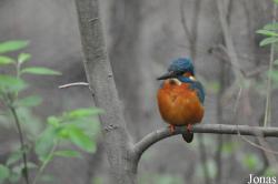 Alcedo atthis