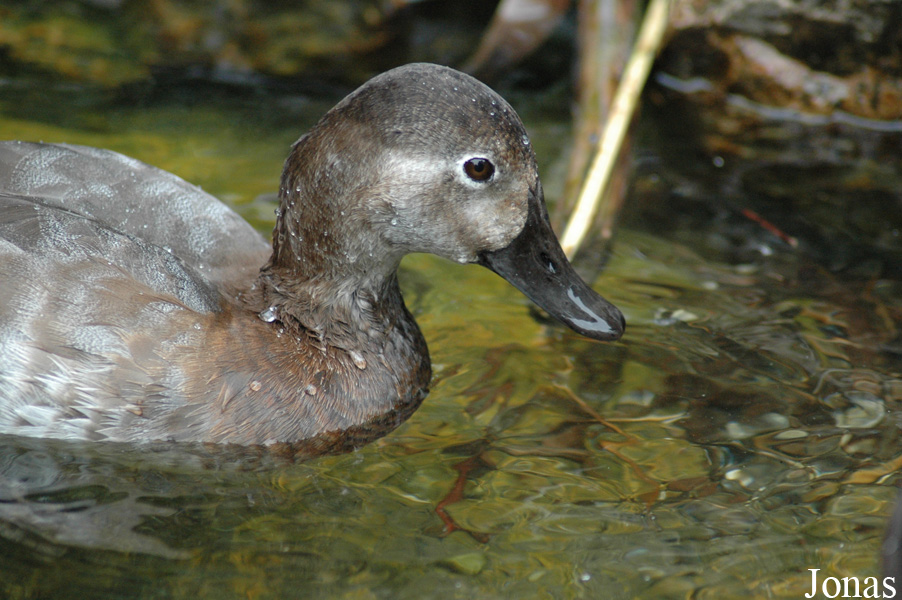 Alpenzoo Innsbruck