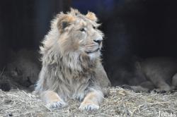 ZSL London Zoo