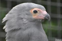 Polyboroides typus