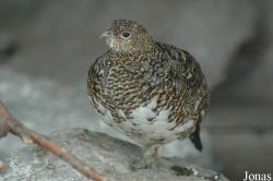 Lagopus muta helvetica