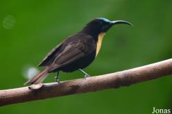 Chalcomitra senegalensis