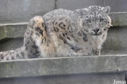 The Cat Survival Trust (P)