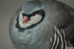 Alectoris graeca