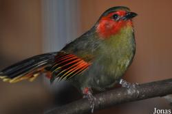 Liocichla ripponi