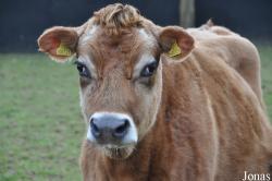 Woodside Farm and Leisure Park