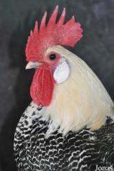 Poule Light Sussex