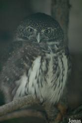 Alpenzoo Innsbruck