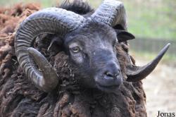 Mouton Hebridean Sheep