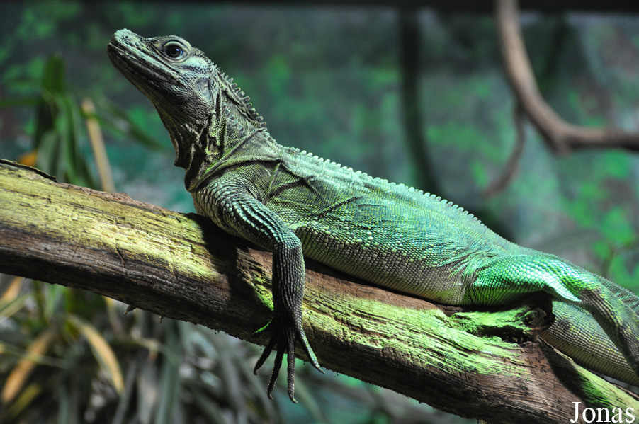 ZSL Whipsnade Zoo
