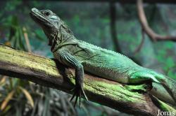 ZSL Whipsnade Zoo
