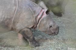 ZSL Whipsnade Zoo