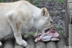Paradise Wildlife Park