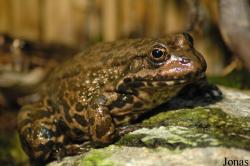 Pelophylax ridibundus