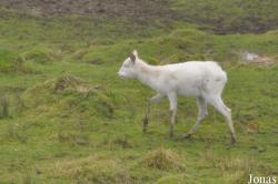 Port Lympne Wild Animal Park & Gardens