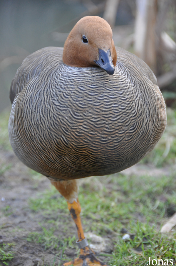 Bentley Wildfowl and Motor Museum