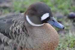 Bentley Wildfowl and Motor Museum
