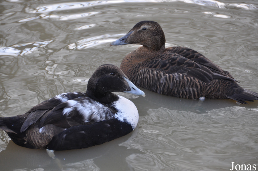 Bentley Wildfowl and Motor Museum