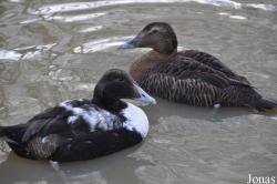 Bentley Wildfowl and Motor Museum