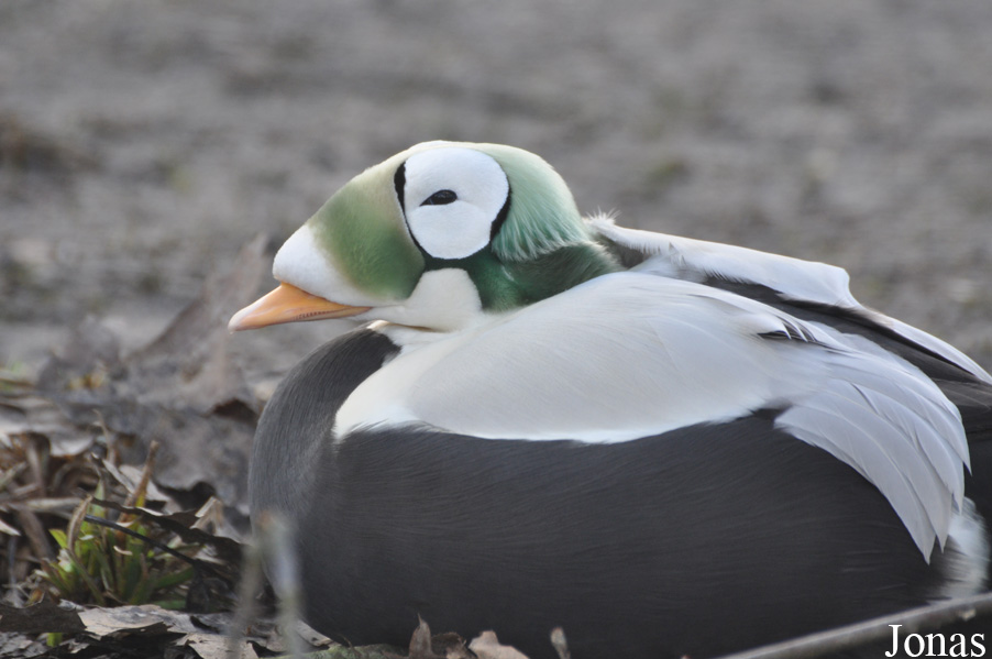 Bentley Wildfowl and Motor Museum