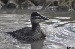 Bentley Wildfowl and Motor Museum