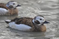 Bentley Wildfowl and Motor Museum
