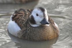 Bentley Wildfowl and Motor Museum