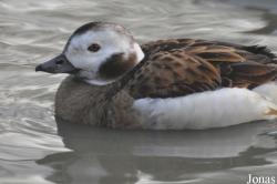Bentley Wildfowl and Motor Museum
